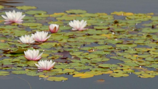in which countries does the water lily grow