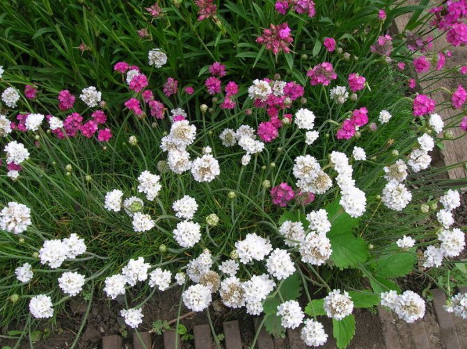What time of year to plant an armeria