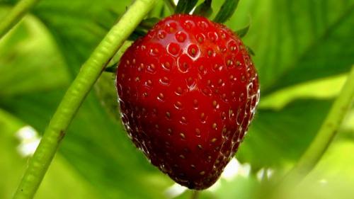 Zu welcher Zeit Erdbeeren im Herbst verpflanzen. Wann ist es besser, Erdbeeren im Herbst oder Frühjahr 01 zu verpflanzen?