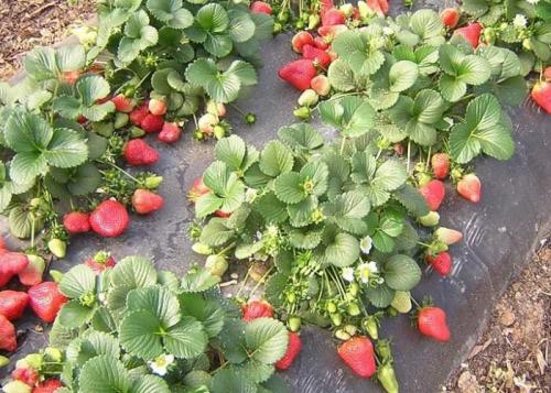At what time to transplant strawberries in the fall. When is it better to transplant strawberries in autumn or spring 03