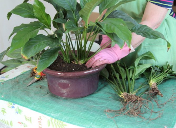 In which pot to plant spathiphyllum