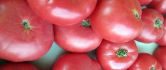 „V jaké půdě je rajče?“ Rosemary