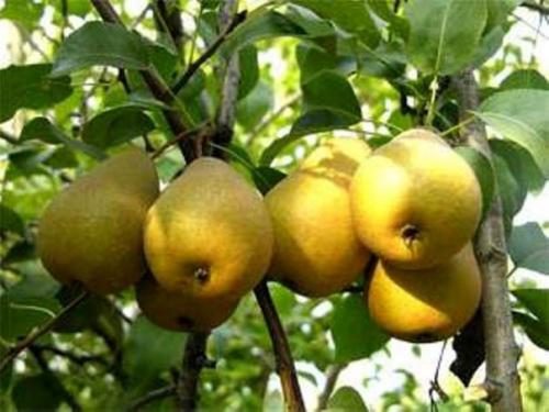 In which month to plant a pear. WHEN TO PLANT A PEAR. LANDING PEARS IN SPRING AND AUTUMN - SECRETS OF SUCCESS.