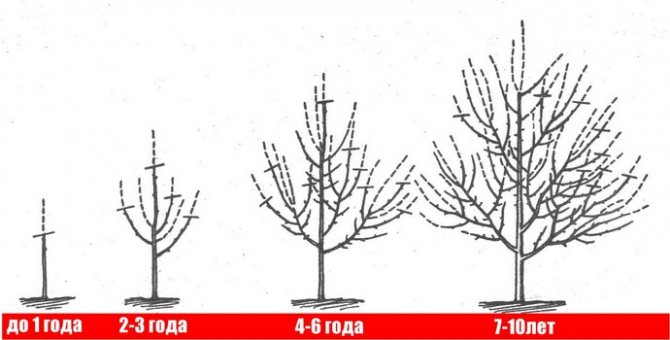 At the end of the season, young trees need crown formation