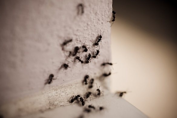 בדירת הנמלה