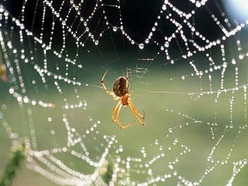 Eine Spinne lebt in der Wohnung, wofür ist es