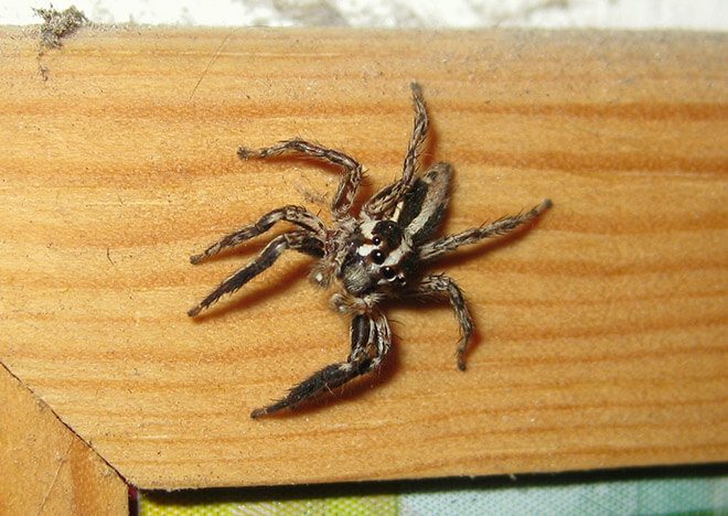 Eine Spinne lebt in der Wohnung, wofür ist es
