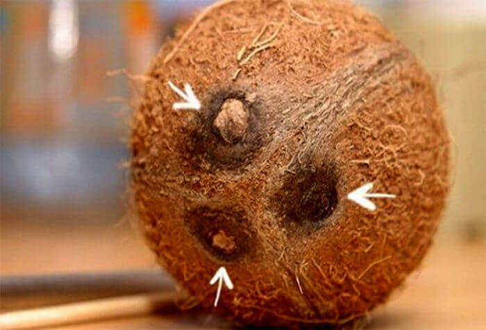 Det finns tre små hål på platsen för spiring av kokosnönsfrön, med hjälp av en korkskruv eller en vass kniv måste du stansa två av dem och häll sedan kokosmjölken i en skål