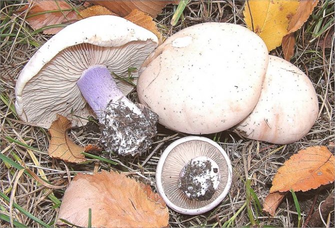 Mushrooms are popularly nicknamed blue feet.