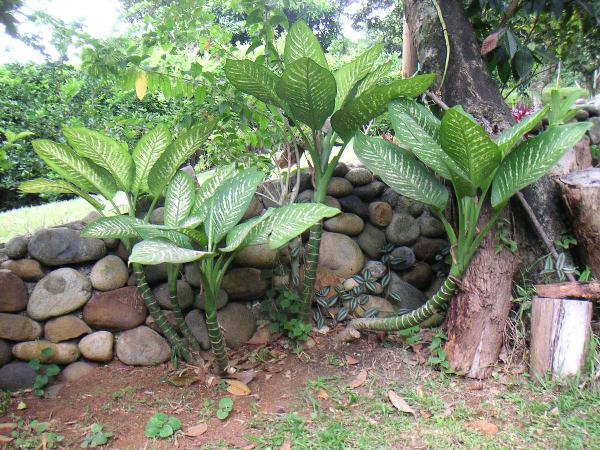 Nowadays Dieffenbachia grows all over the world