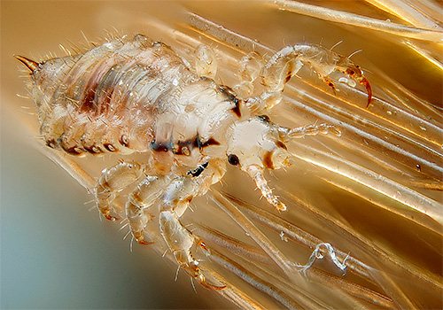 Under normal conditions, a louse cannot fast for more than 2 days.