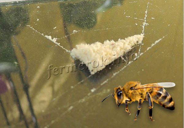 I kroppen av bin är giftet i flytande form, men efter att det släppts hårdnar det snabbt (giftet samlas på glas)