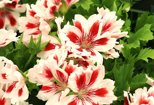 In autumn and winter, the care of pelargonium changes