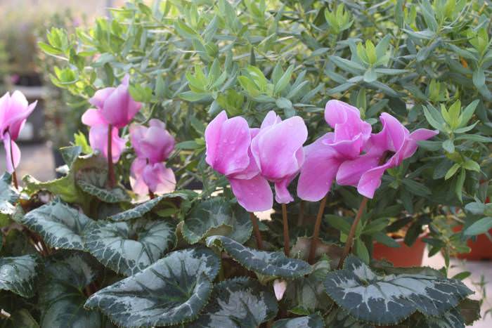 In the open field, you can also plant the Neapolitan cyclamen blooming in the autumn period