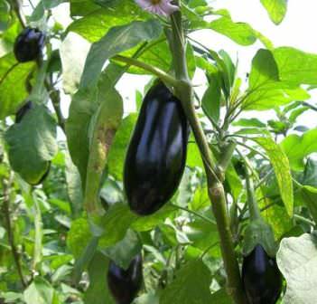 During the growth period, eggplants are spud twice