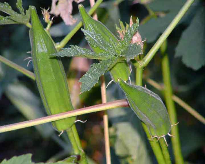 Young plant pods up to 10 cm long are suitable for food