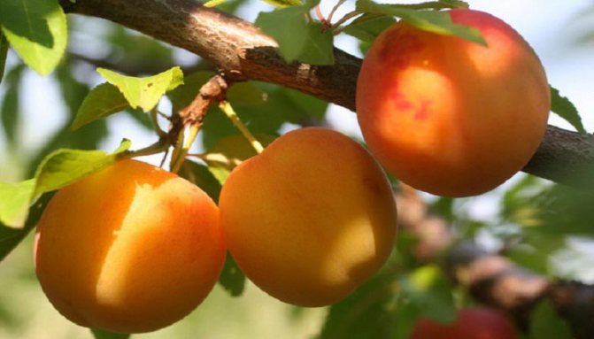 I Moskva-regionen kan du odla olika sorter av körsbärsplommon