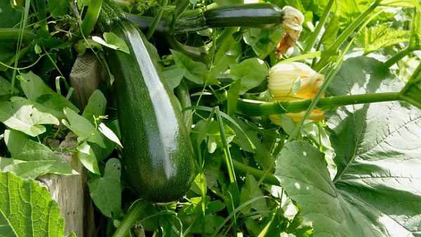 Recently, the popularity of the most common variety of zucchini - zucchini has increased significantly.