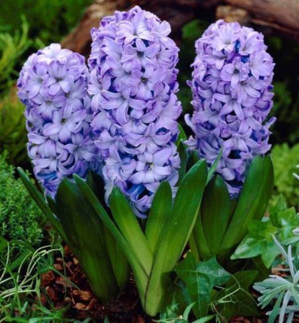 In the midst of flowering hyacinths, you need to decide on the choice of specimens worthy of their seeds being collected and sown