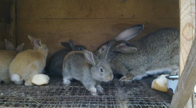 I sällsynta fall kan kaniner ha svårt att amma, vilket kan leda till undernäring.