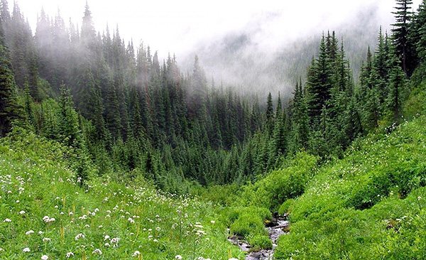 V Rusku žijí klíšťata ve všech typech lesů - jehličnatých, listnatých i smíšených.