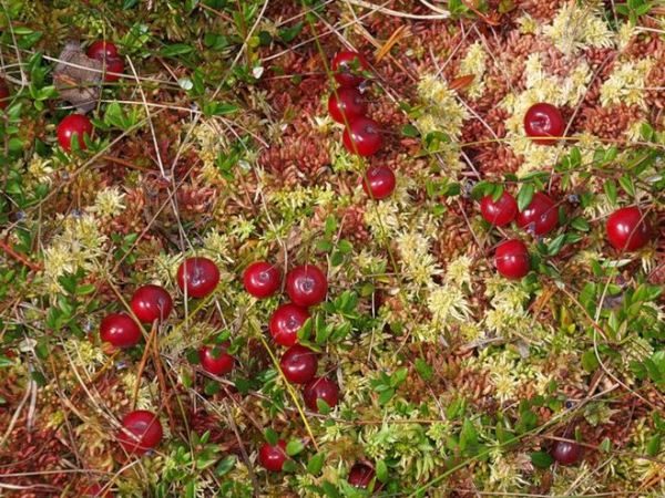 В Русия червените боровинки растат в блата и влажни иглолистни гори
