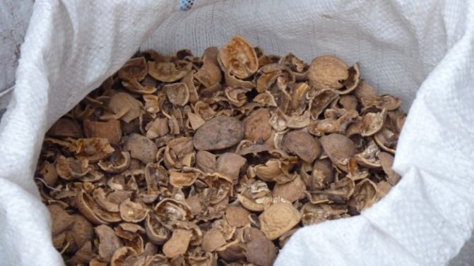 Di cengkerang dan membran kacang walnut, tidak ada manfaat yang lebih kecil daripada kernelnya.