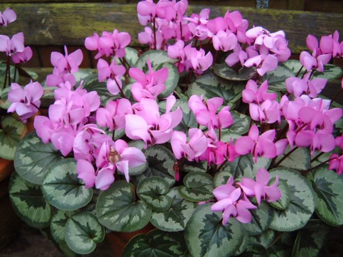 On too sunny days, the aerial part of the cyclamen must necessarily be shaded from direct sunlight