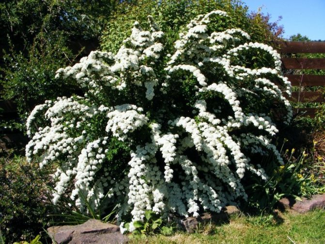 There are more types in spirea