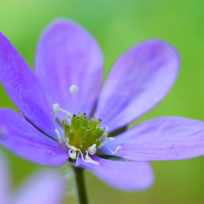 В централна Русия е разпространен само един вид: благороден черен дроб. Има лазурно-синкави цветя, но могат да се намерят и растения с розов цъфтеж.