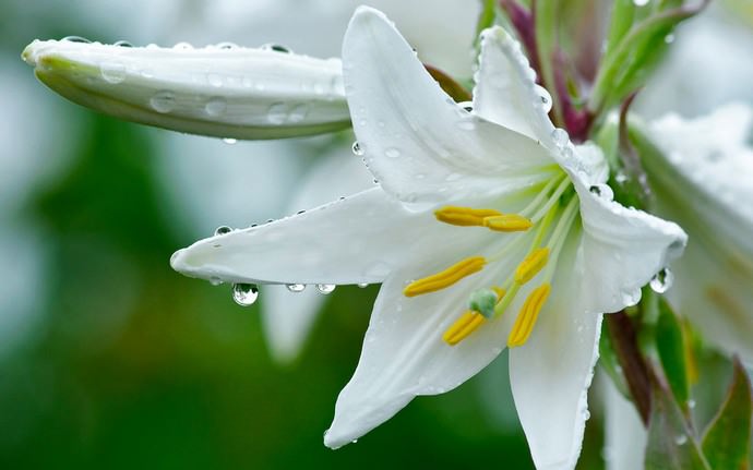 V suchých a horkých obdobích by měla být lilie hojně napojena, zejména v červenci, kdy je pozorován růst kořenového systému a kvetoucích výhonků