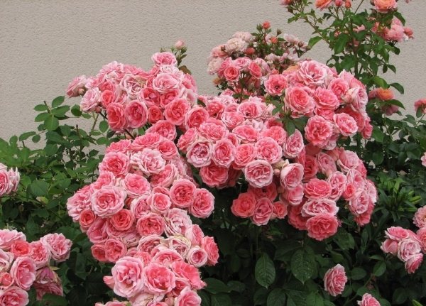 La un moment dat, un grup de trandafiri spray a înmugurit dintr-un grup de floribunda care s-a umflat la o dimensiune incredibilă. Prin urmare, acestea sunt aproape identice, cu singura diferență că tufișurile și florile pulverizate sunt mai miniaturale.