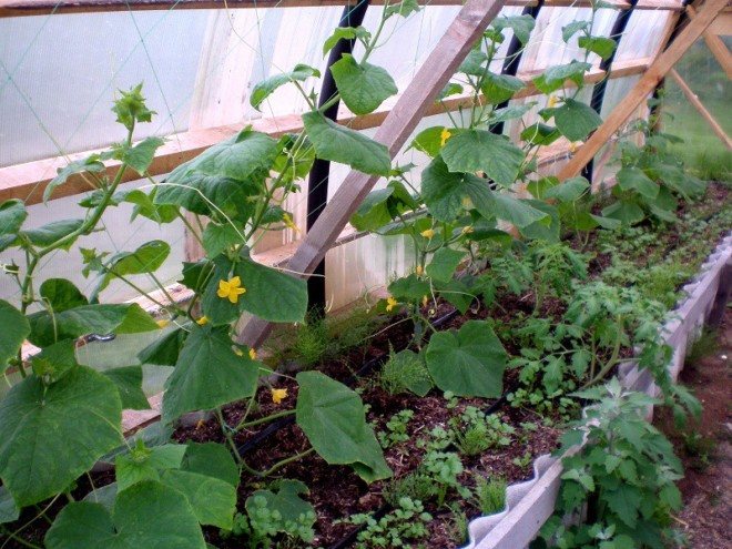 Cucumbers in the greenhouse