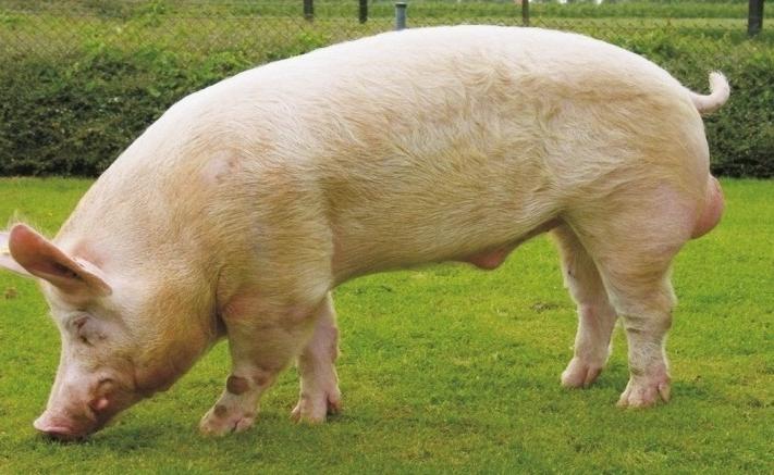 خلال الأشهر الأكثر دفئًا ، تحصل الخنازير على معظم العناصر الغذائية التي تحتاجها من الأعلاف النضرة التي ترعيها.