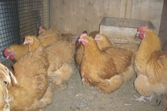 Chickens are stressed in cramped conditions.