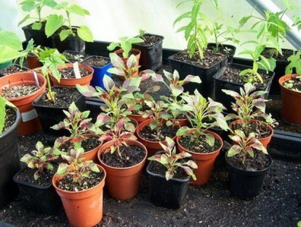 През третото десетилетие на май е време да засадите млади амаранти на открито