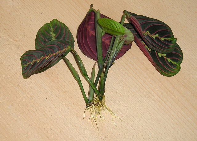 Sa florikultur sa bahay, ang paglaganap ng arrowroot tricolor ay nangyayari sa pamamagitan ng dibisyon ng tuber o pinagputulan
