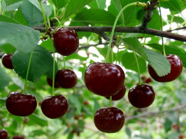 Cherries contain many beneficial vitamins