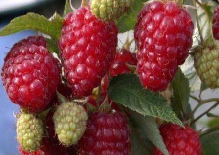 At the end of the brief description of the standard raspberry varieties, let us name the most beloved by gardeners: "Orange Miracle", "Sun", "Golden Domes", "Arbat", "Krepysh", "Fairy Tale".