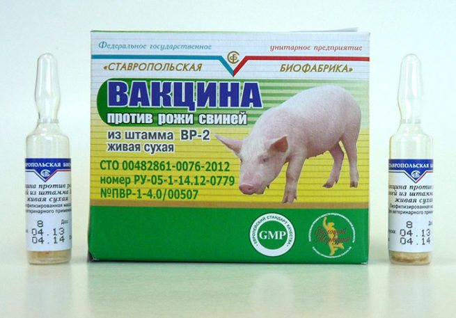Vaksin terhadap erysipelas pada babi