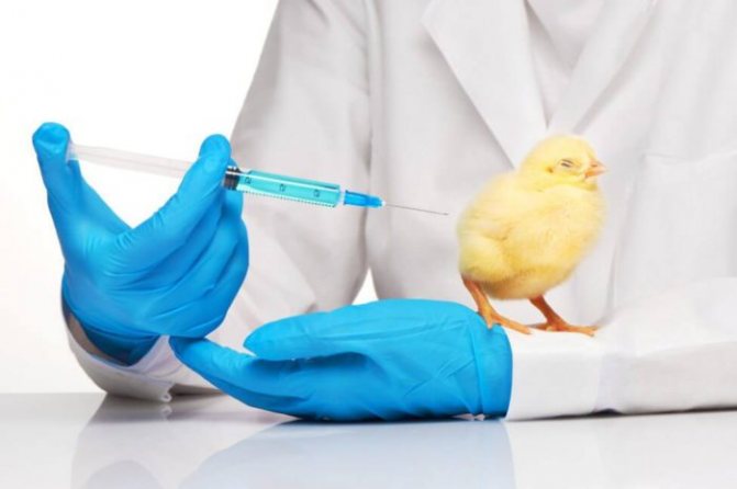Ваксинация на пилета