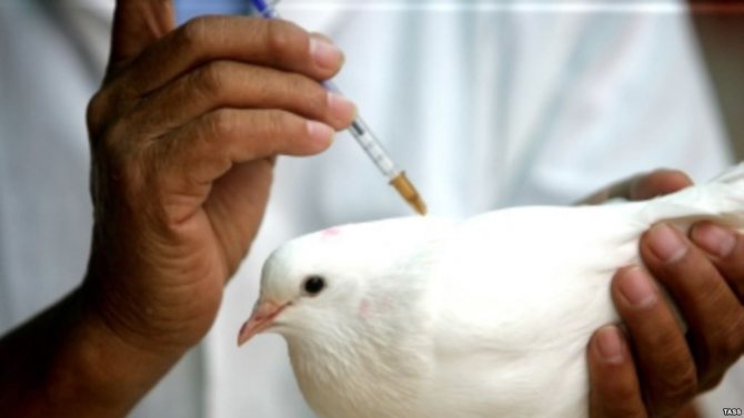 Ваксинация на гълъби