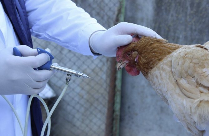 تطعيم الدجاج