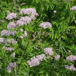 Valerian officinalis: growing in the country