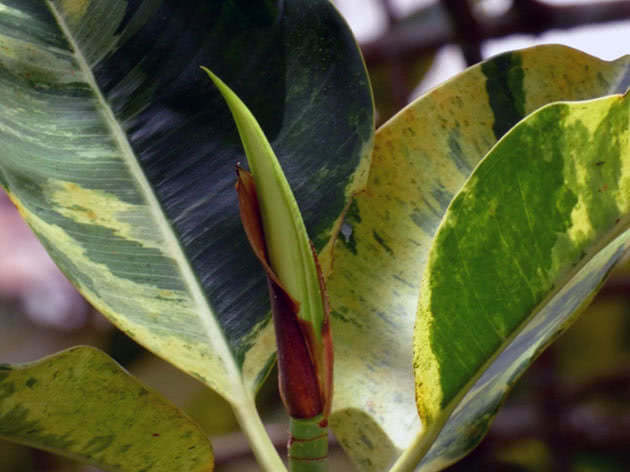 Variegated rubber ficus