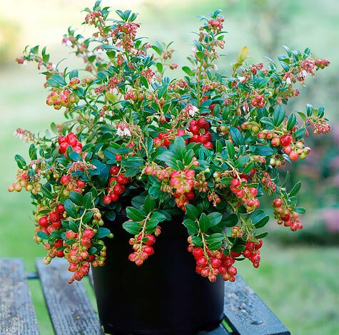 It is important that the fruiting bush receives a sufficient amount of light.