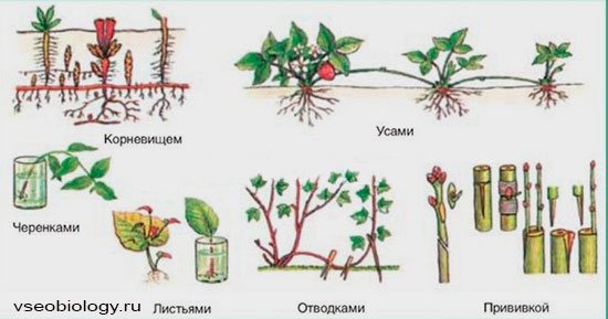 Propagarea vegetativă a plantelor