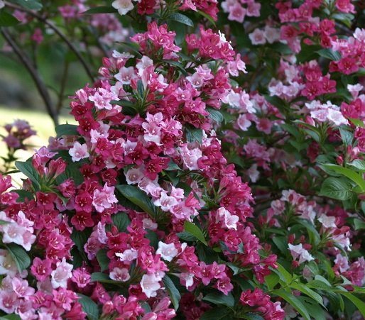 Weigela: photo, planting and caring for a beautiful shrub