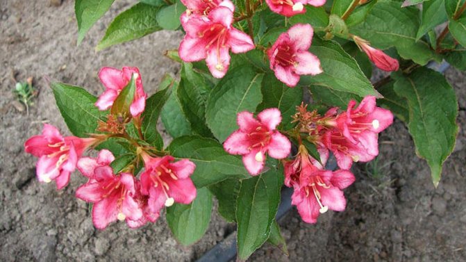 weigela planting and care in the open field