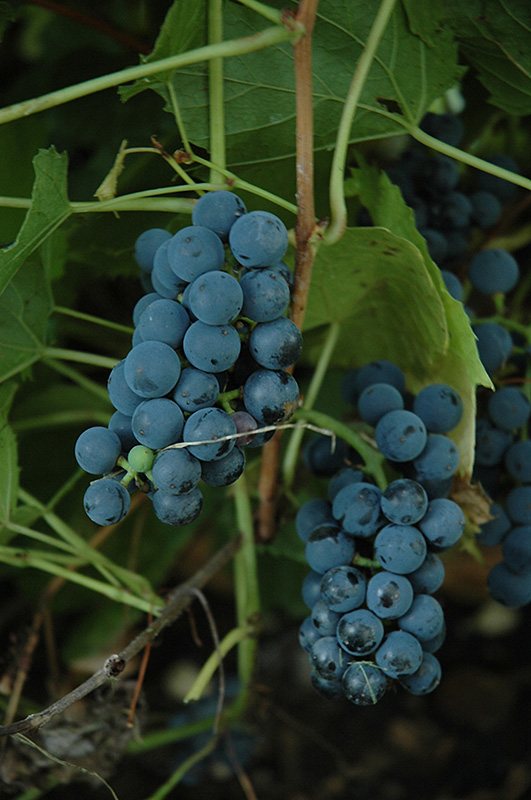 Description des raisins vaillants
